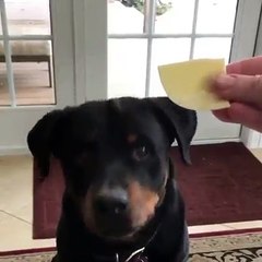 -you want cheese?  Rottweiler Says : Yeah.