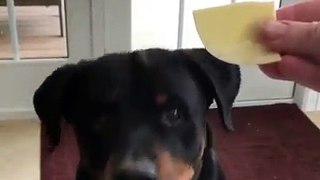 -you want cheese?  Rottweiler Says : Yeah.