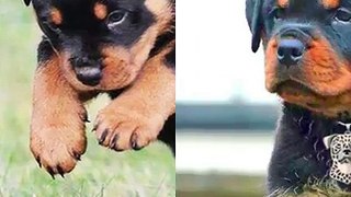 Why Rottweilers Are The Best Breed