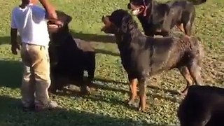 Rottweilers And Kids