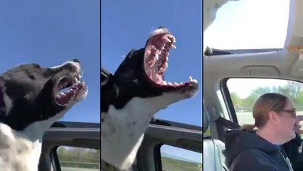 Un toutou en voiture s'amuse à ouvrir la gueule depuis le toit ouvrant