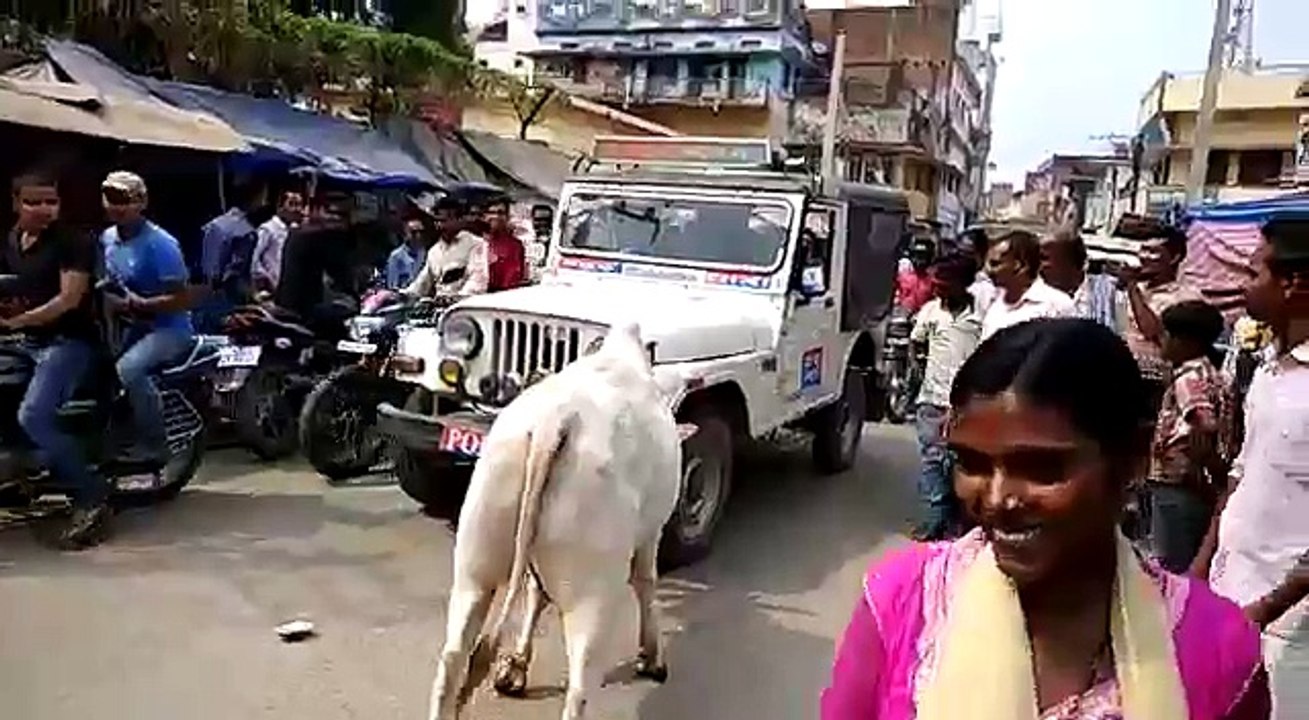 Animal Gone Crazy