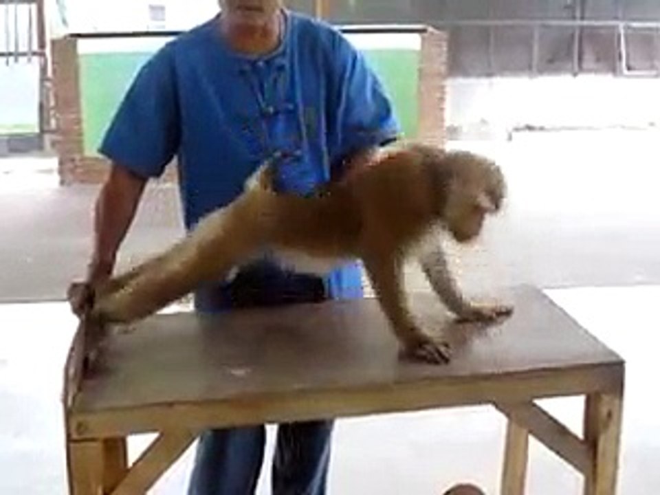 FUNNY.... very funny monky