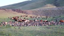 Doğu Anadolu'da Koyunlara Yayla Tıraşı