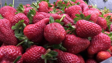 'Çıtır Çilek' ile dünyaya açılmayı hedefliyor - BATMAN