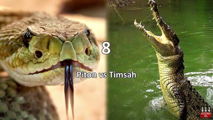 En İnanılmaz ve Şaşırtıcı 10 Hayvan Kavgası