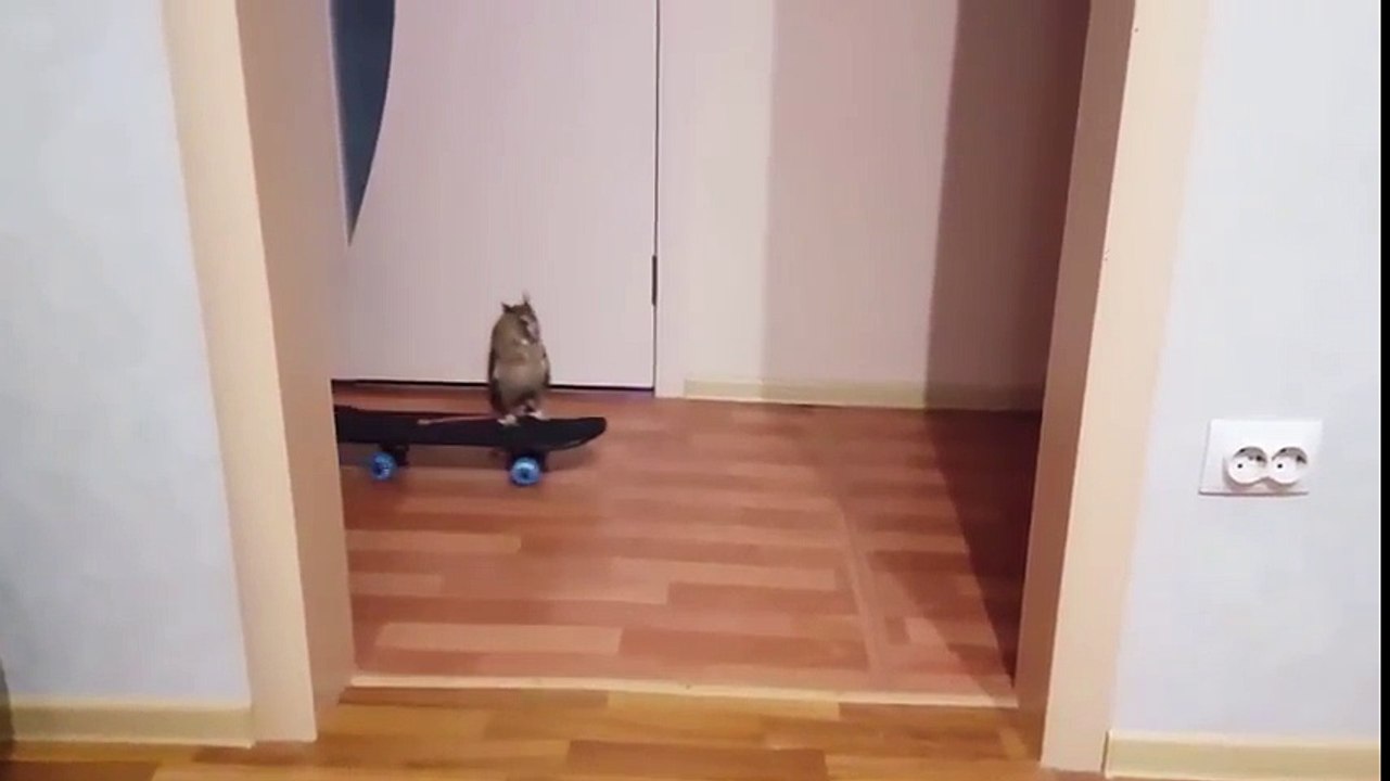 Cette chouette fait du Skateboard !!! Tellement drole