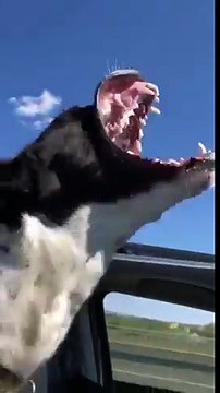 Ce chien sort la tête d'une voiture décapotable : hilarant !