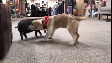 Aveugle, ce chiot joue avec un mini cochon !