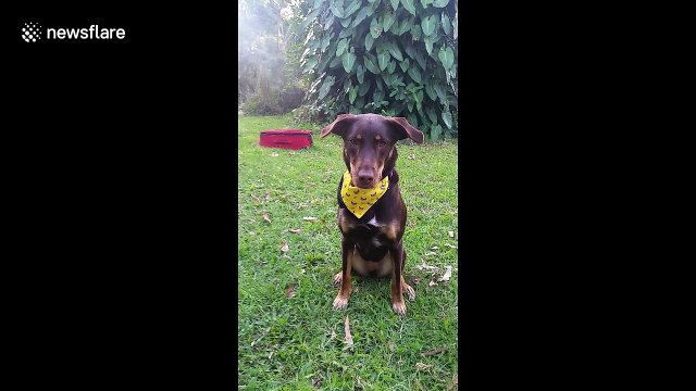 Don't send me to the kennels! Clever dog packs herslelf into suitcase