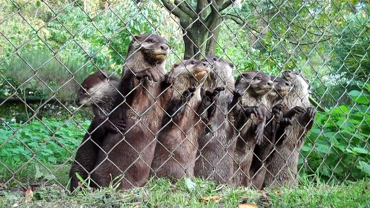 Ces bébés loutres à l'heure du repas sont juste adorables