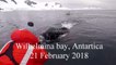 Stunning close encounter with humpback whales