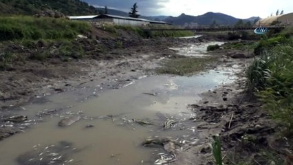 Yeşilırmak'ta yüzlerce balık telef oldu