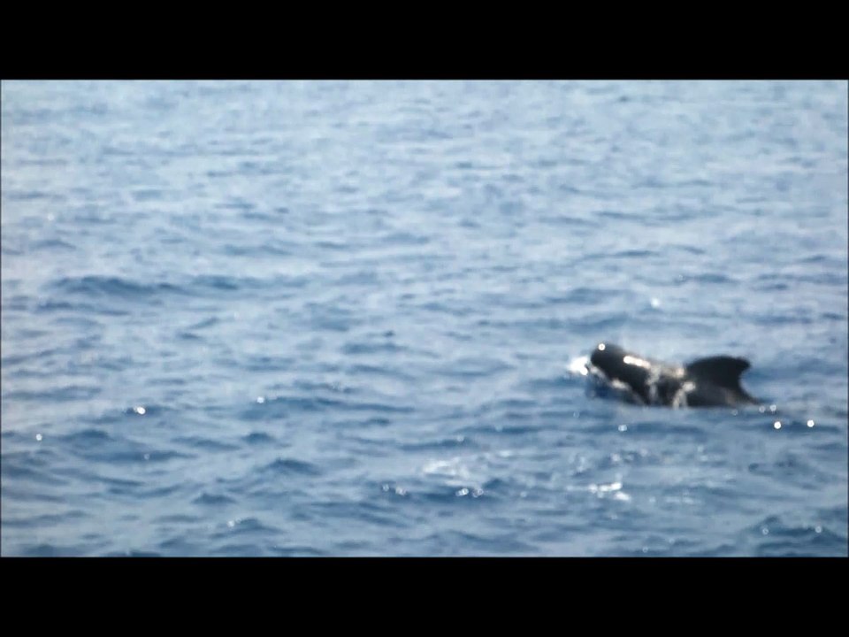Dauphins Mirissa