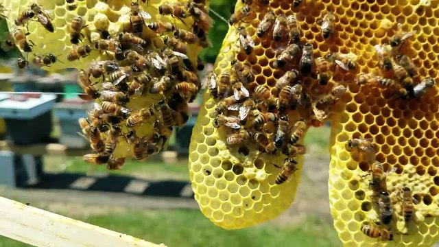 Queen rearing nuc cell hatched now what?