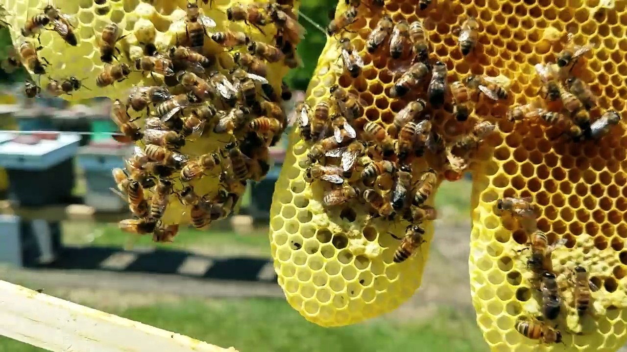 Queen rearing nuc cell hatched now what?