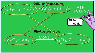 Cellular Respiration and the Mighty Mitochondria