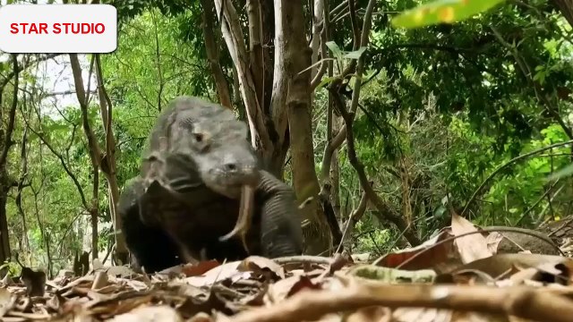 The Greatest Apex Predators on Earth - New Documentary 2018 -
