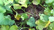 13 Long Sweet Potato Vine Produced Potatoes! Harvesting the Leaves and Tubers Of the Vines