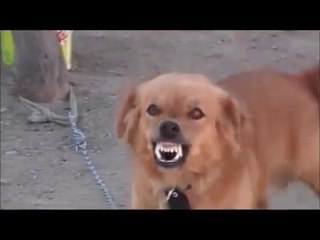 Yellow Dog Productions - Vignette