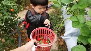 旅行金馬倫高原馬來西亞 薰衣草花園 採草莓 家族旅行 Travel Cameron Highland Malaysia
