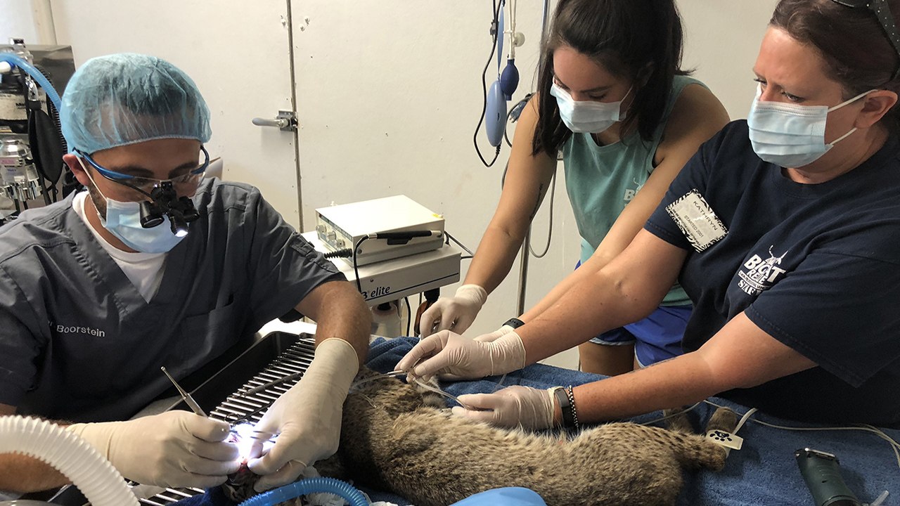 Clover Has Dental Surgery