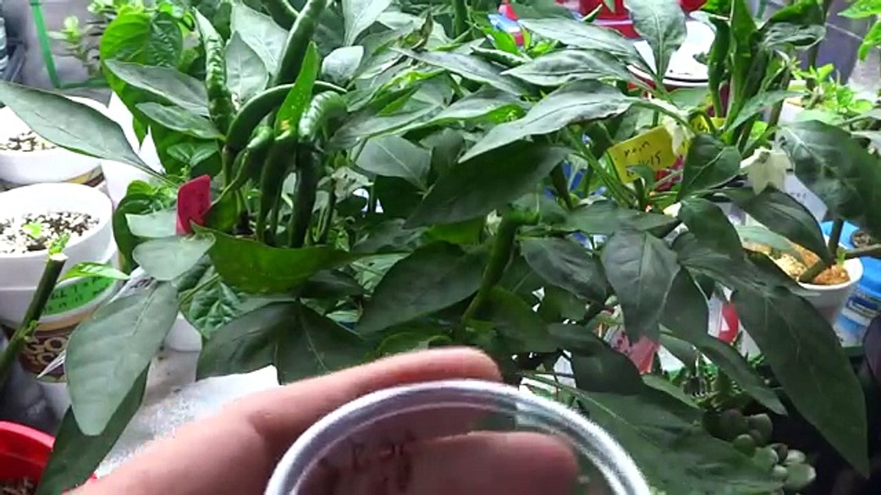How to Breed Peppers - Cross Pollinating to Create a New Variety.