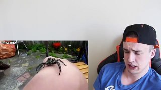 TRY NOT TO LOOK AWAY CHALLENGE 99% FAIL (Spider Edition)