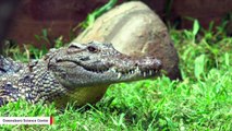What Scientists Learned After Making Crocodiles Listen To Bach During MRI Scan
