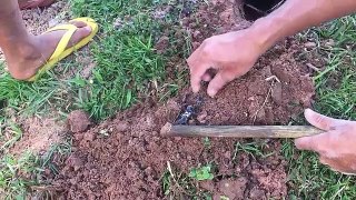 Wow! Amazing Catch A Big scorpion With Bare Hand - How To Catch scorpion In Cambodia