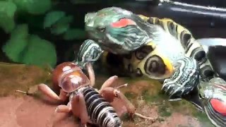 red eared slider turtles VS Potato Bug