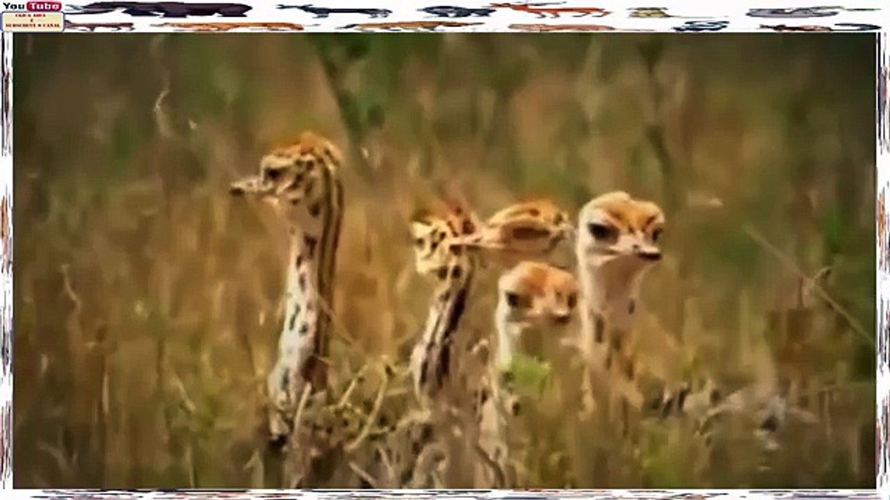 Avestruz Vs Predadores Assassinos