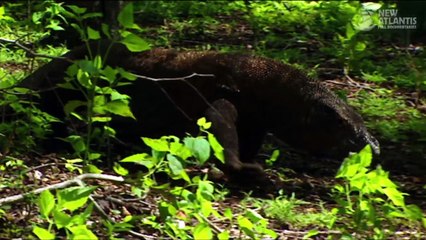 Komodo and Sumatra: Land of Dragons (part 4/5)