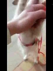 La hora de los cachorros / It's puppies time