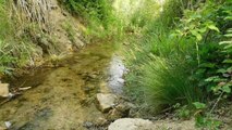 sonidos de la naturaleza/ rio pesebre /con musica de piano de fondo .