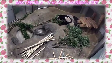 シャンシャンのミルクタイム♪初めて見せてくれました～