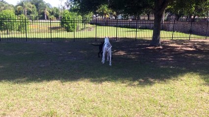 Funny Dancing Great Dane Convinces Senior Brother Dog To Play