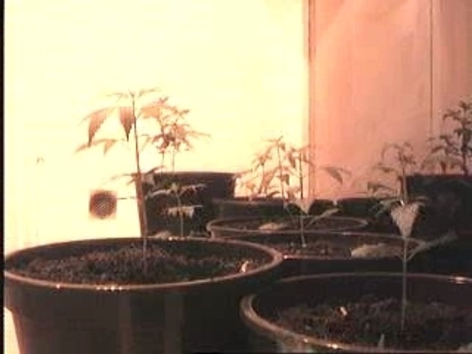Growcam des Hanfmuseum Berlin im Jahr 2003