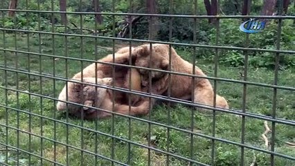 Ayıların keyfine diyecek yok