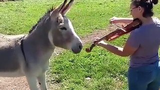 Funny Donkey Singing Song With The Music