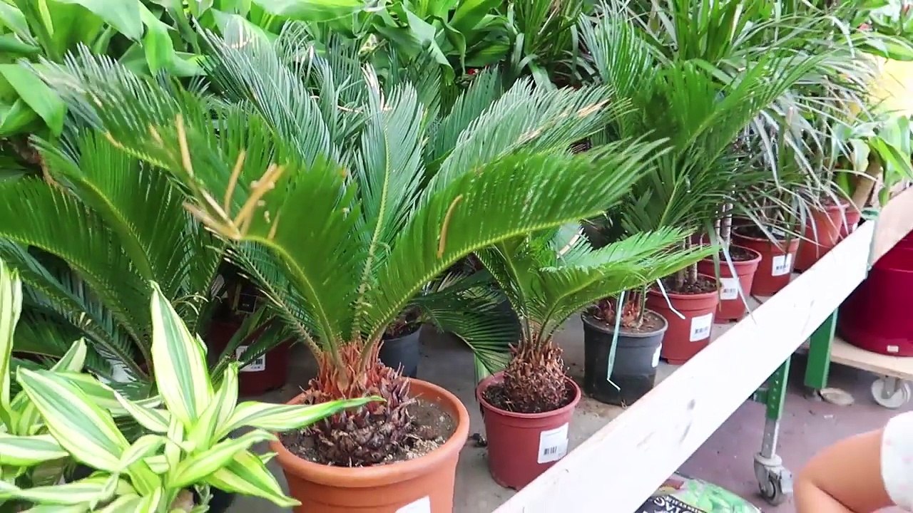 C'EST GRAVE DOCTEUR -    _ Family vlog