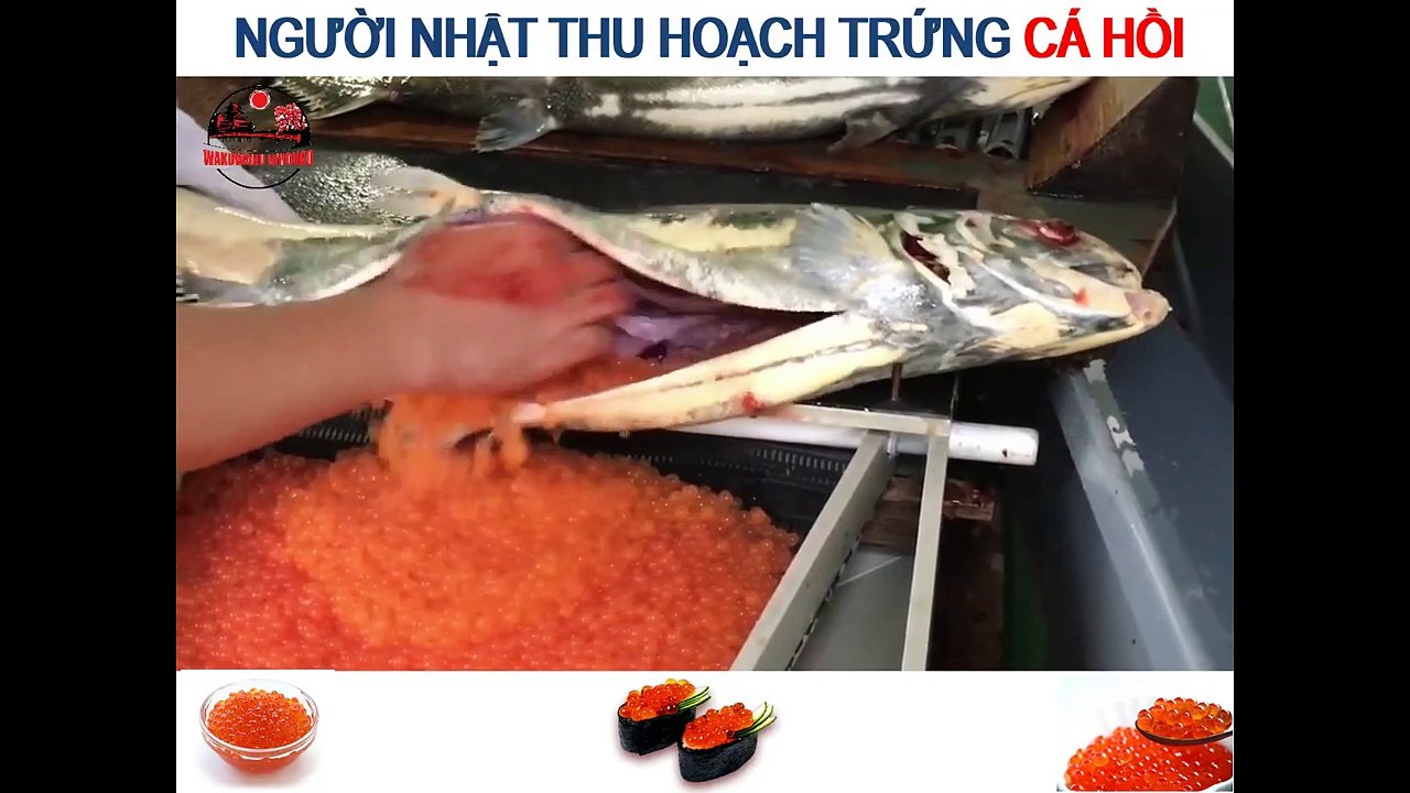 Cách người Nhật thu hoạch trứng cá hồi, chỉ nhìn thôi đã thấy hấp dẫn