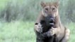 Lion Vs Buffalo Fight To Death | Mother Buffalo saves Baby From Lion But Mother Buffalo Death