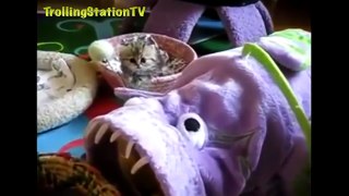 Best Funny Cats Compilation NEW 2018 Try Not To Laugh