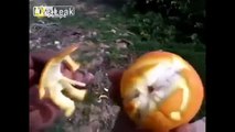 VIDEO DIVERTENTE - Come sbucciare un arancia in modo divertente
