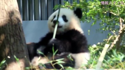 おっさんみたいな水浴びwシャンシャン (๑˃̵ᴗ˂̵)【パンダ 】giant panda