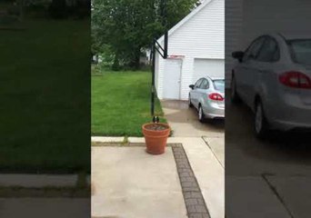 Dastardly Dog Hides Behind Flower Pot