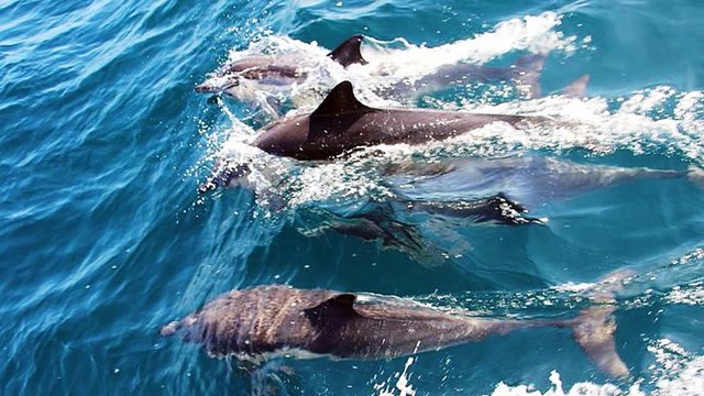 POR QUÉ mueren los delfines? Ecologista reclaman medidas para evitar la elevada mortandad de cetáceos en Asturias