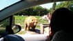 Insólito : oso saluda como si fuese un ser humano