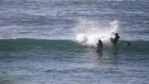Increíble : delfín tira al agua a hombre que hacía paddle surf